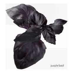 Hermès LES COLOGNES-Eau De Basilic Pourpre - Eau De Cologne - Rechargeable-HERMÈS -Parfumerie - jouez-y ! Eau de Basilic Pourpre Eau de cologne rechargeable 102367145 3