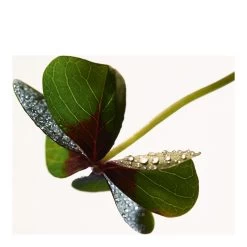 Parco Palladiano XIII - Quadrifoglio-Eau De Parfum "Parco Palladiano XIII - Quadrifoglio"-BOTTEGA VENETA -Parfumerie - jouez-y ! Eau de parfum Parco Palladiano XIII Quadrifoglio 101721190 2